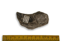 F 01676
<br/>
<br/>
<em></em>